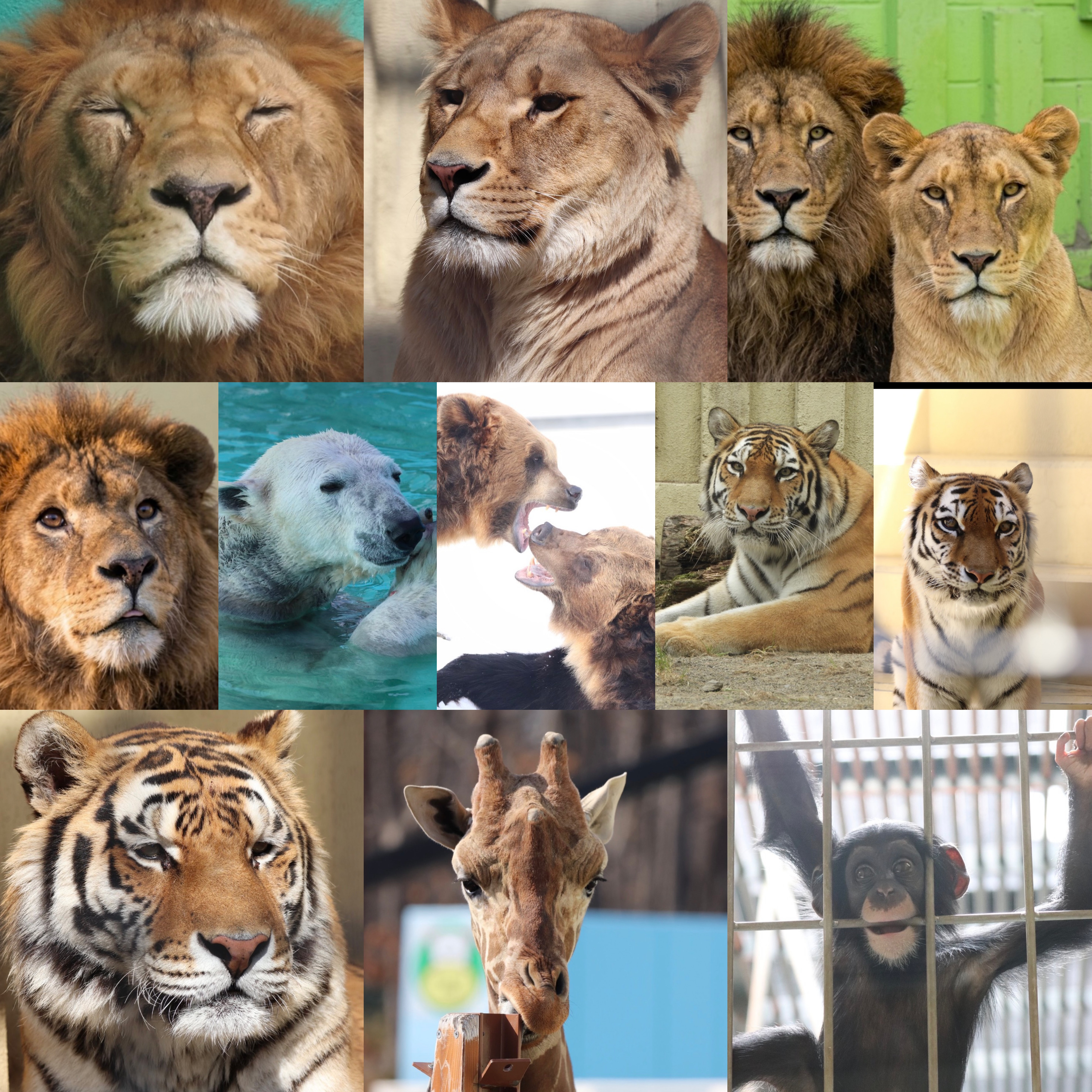 選べる缶バッジ①＆ミラー(ミラーはゆうひ＆ふう)